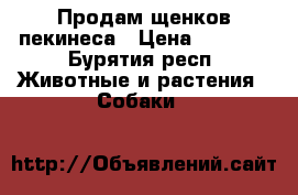 Продам щенков пекинеса › Цена ­ 2 000 - Бурятия респ. Животные и растения » Собаки   